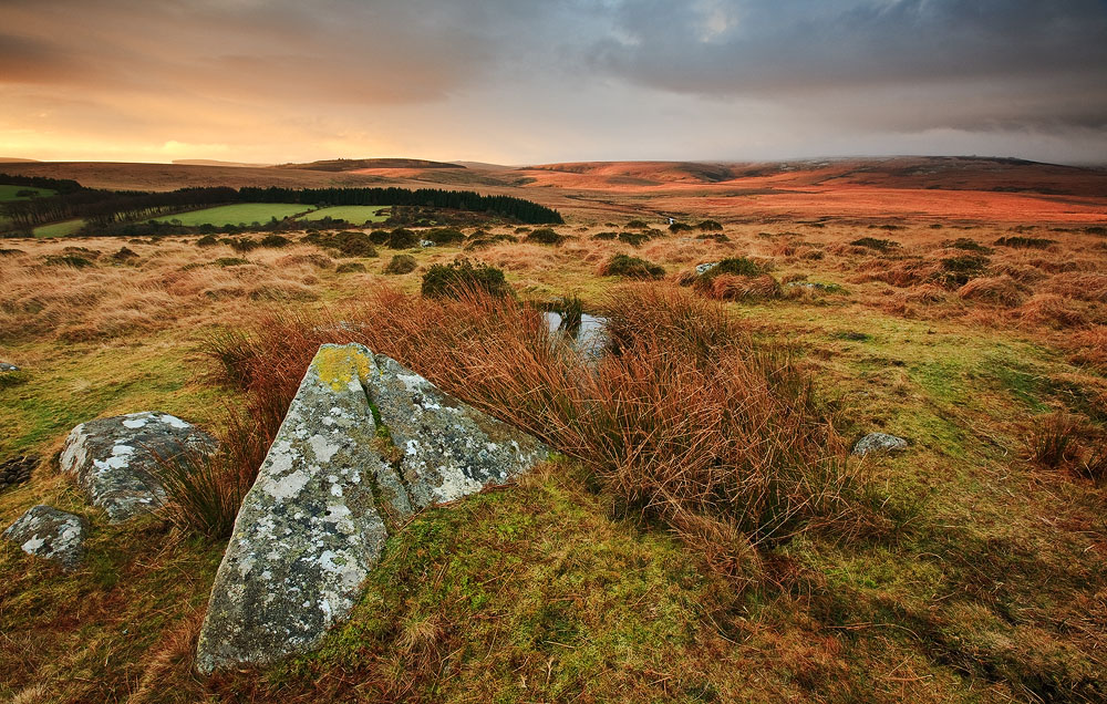 dappled dartmoor