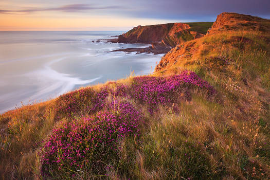 bell heather over smoothlands