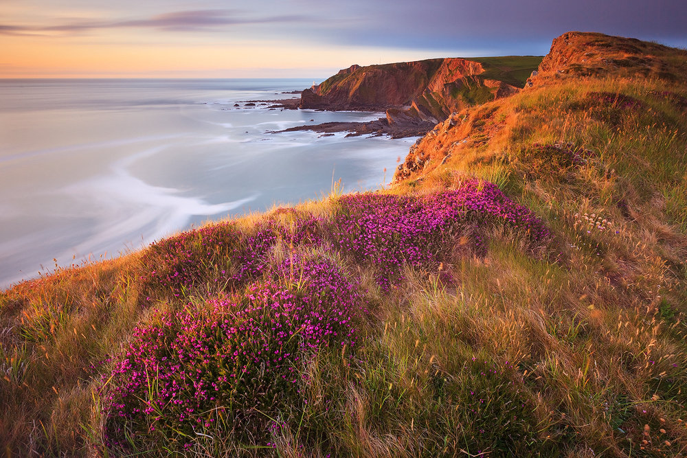 bell heather over smoothlands