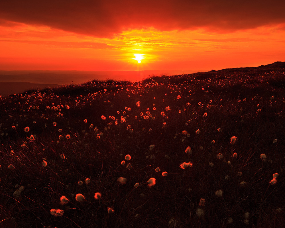 cottongrass at corn du