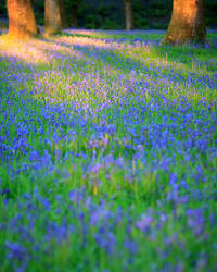 Bluebell blackberry