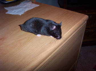 PaJamas,PJ,My hamster