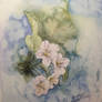 Cherry blossoms-watercolor