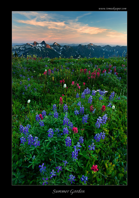 Evening in Summer Garden