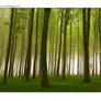 Morning forest