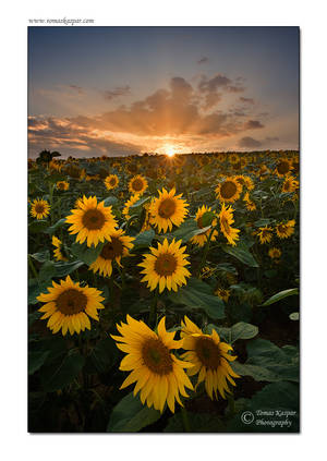 Sunflower sunset by tomaskaspar Sunflower sunset by tomaskaspar