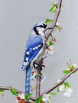Blue Jay by x-e-q-shnr