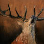 Red deer