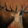 Red deer