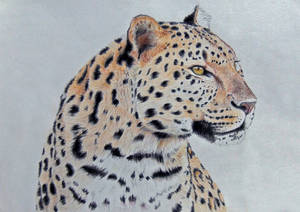 Leopardo