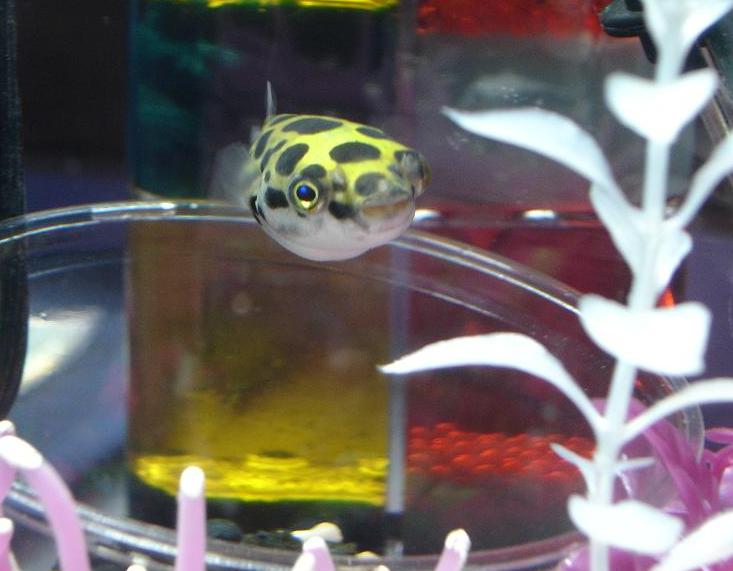 Yoink - Green Spotted Puffer