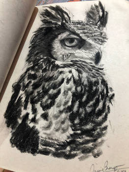 Owl 