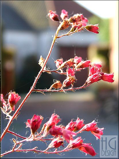 Some flowers