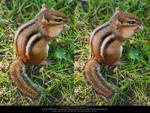 '09 Wildlife - Chipmunk - 01 by Ayelie-stock