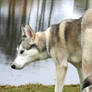 Echo by the Lake