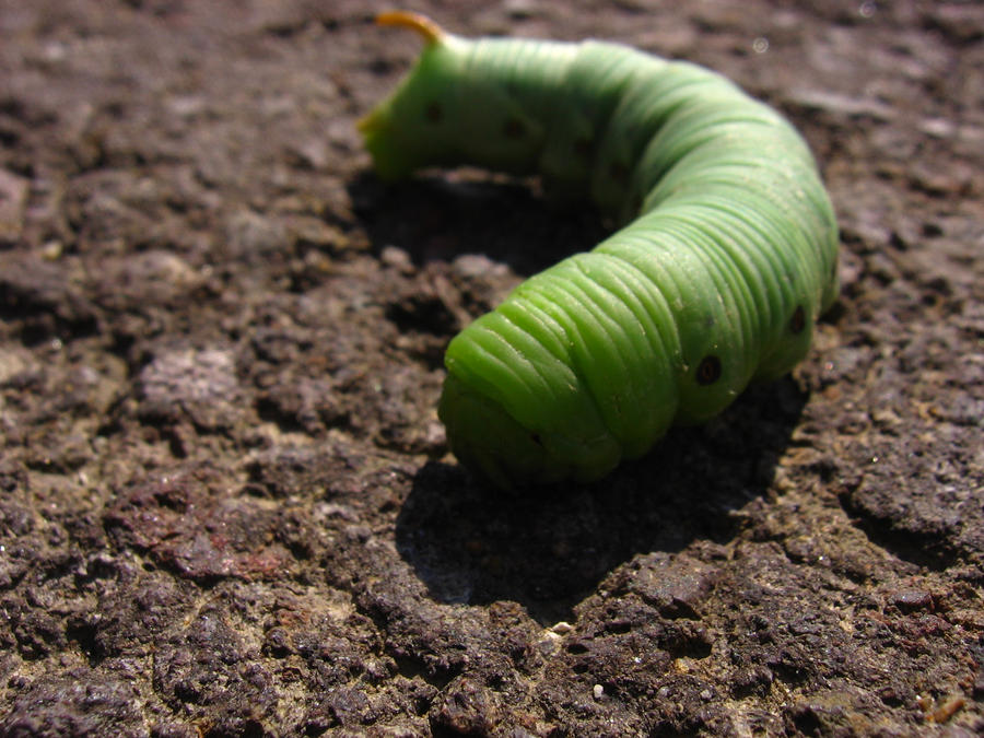 Little Green Caterpillar