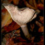 Toadstool - Clitocybe