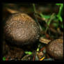 Lycoperdon perlatum