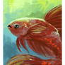 Betta sketch 2-12-13