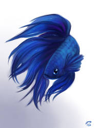 Moon Betta