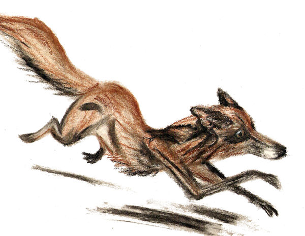 Red Fox by DungeonWarden on DeviantArt