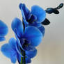 Blue Orchid 2