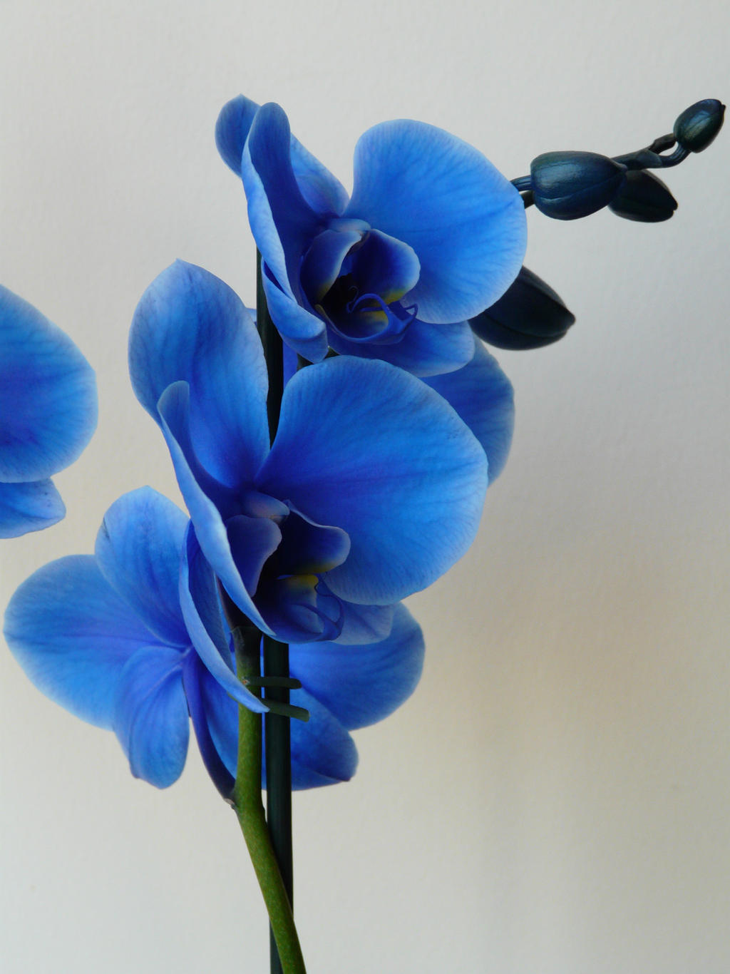 Blue Orchid 2