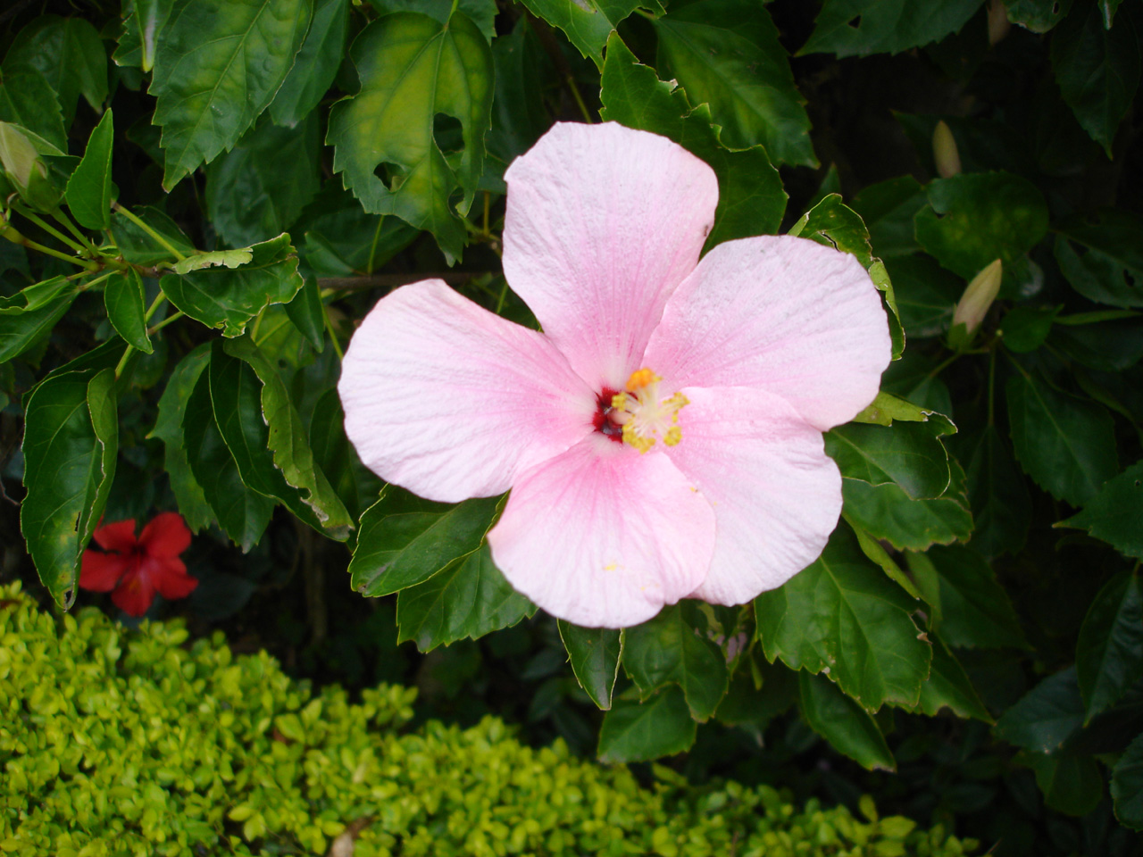 Chinese Hibiscus