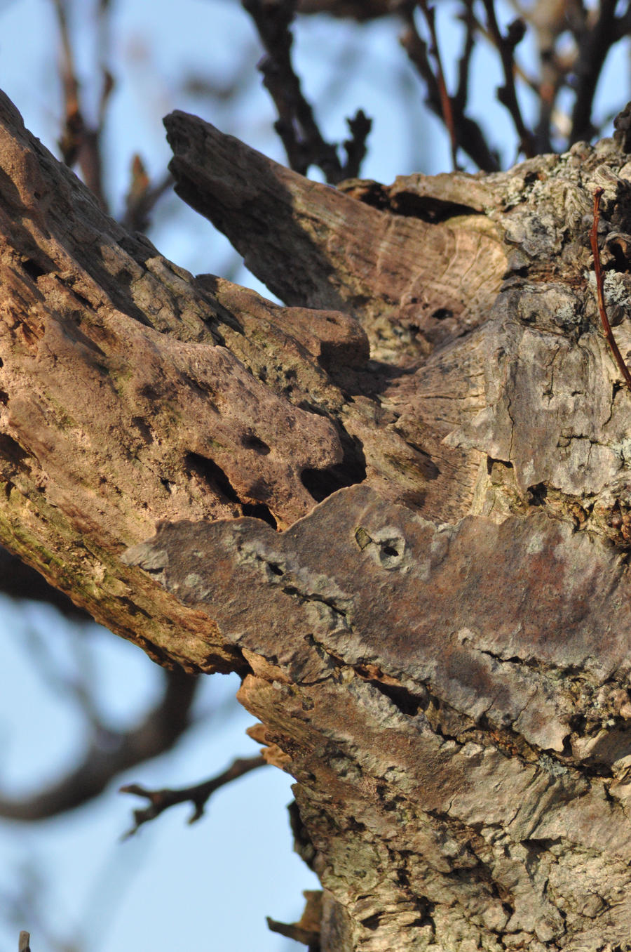 wood texture 3