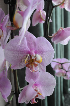 orchid 4