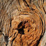 wood texture 7