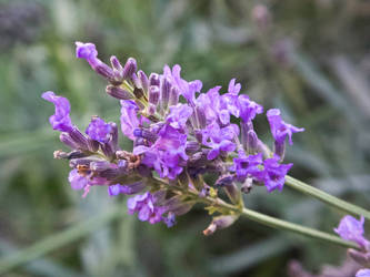 Garden september blooms#4