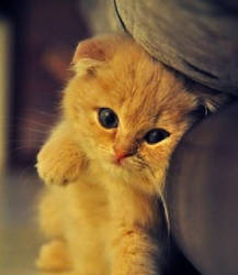 Little Cute Kitten