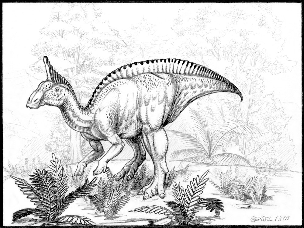 Tsintaosaurus-spinorhinus-A