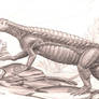 Longosuchus-meadei-A