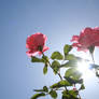 pink rose to the sun