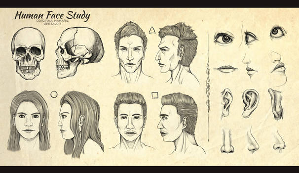 Human Face Anatomy Study