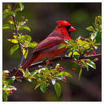 Red Beauty by IngoSchobert