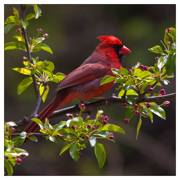 Red Beauty