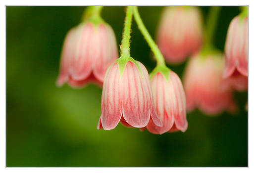 Spring Bells Ringing Tenderly