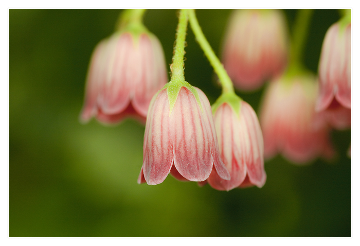 Spring Bells Ringing Tenderly