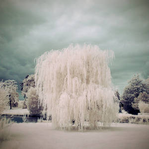 WHITE WEDDING