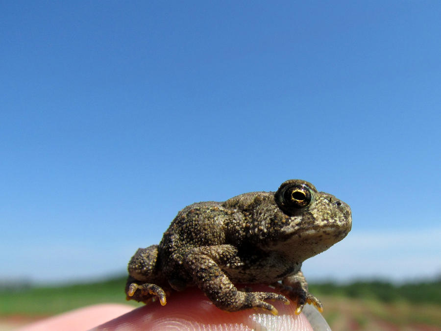 Toad 2 by XRainbowXZebraX on DeviantArt