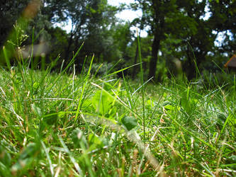 grassgreen