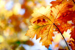 Autumn Focus by pixlmania