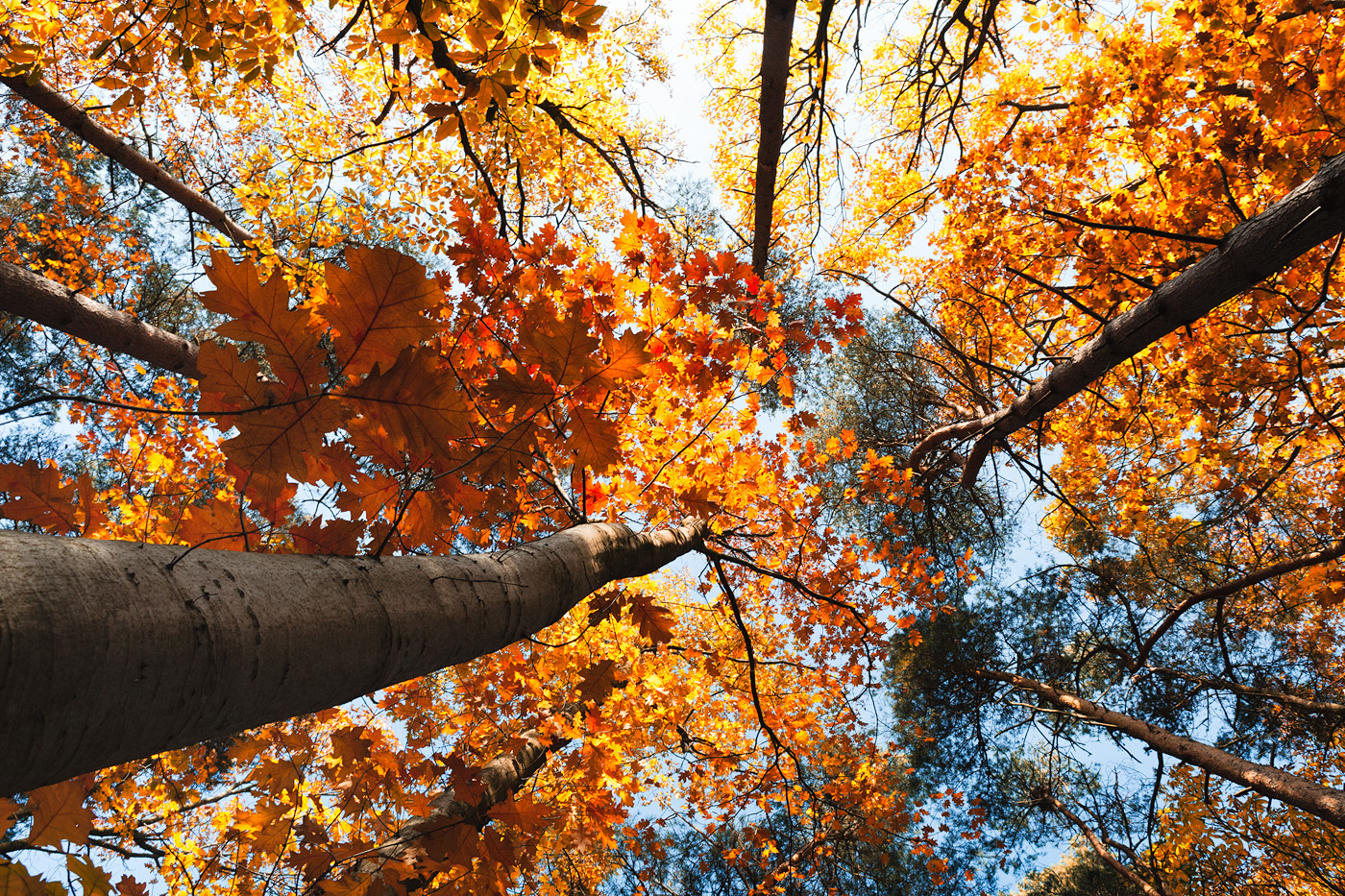 Canopy