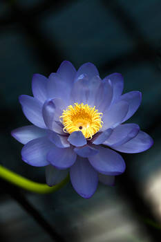 Flowering water lily