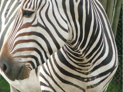 zebra