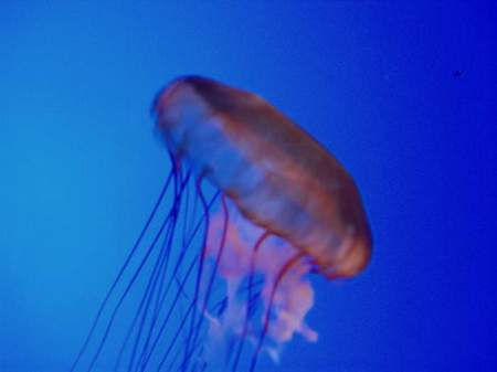 Boston Aquarium Jellyfish