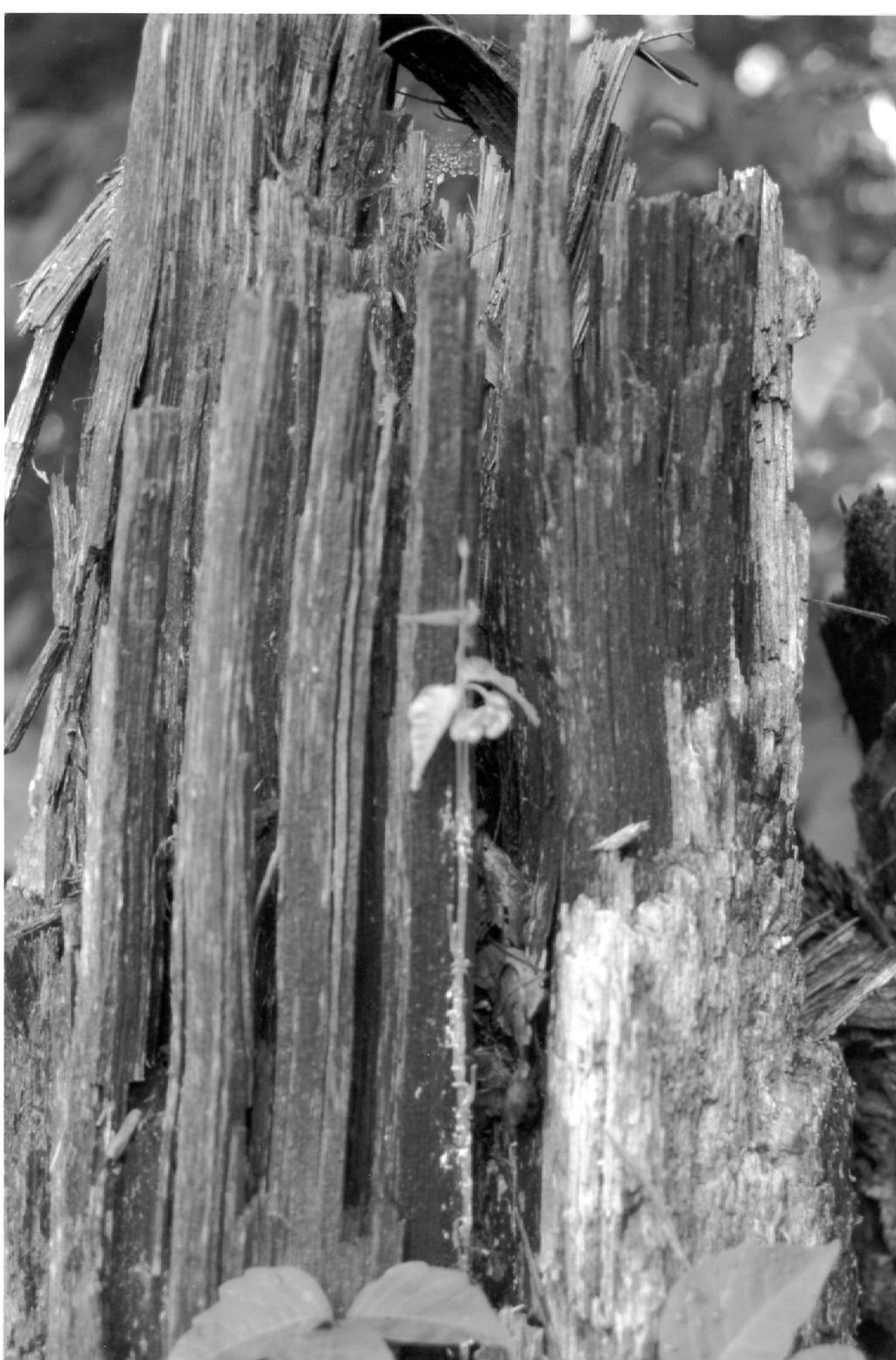 Classic Blk n Wht 022 by EsBest on DeviantArt